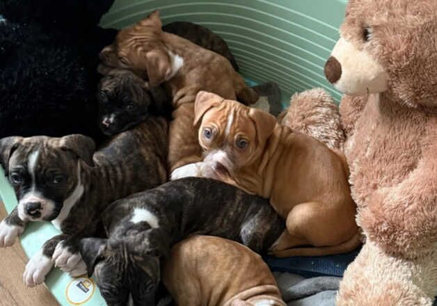 6 American bulldog puppies for sale in Ipswich, Suffolk