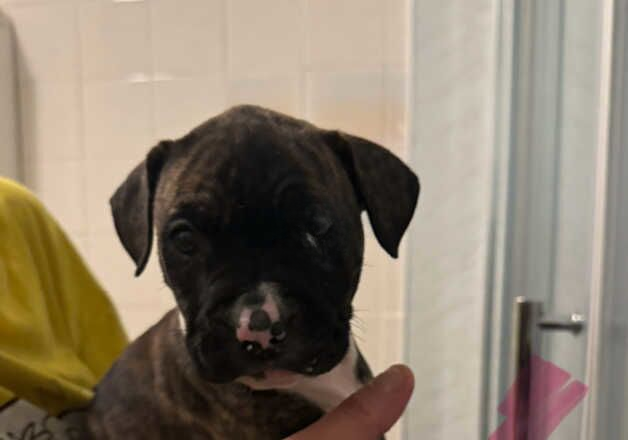 6 American bulldog puppies for sale in Ipswich, Suffolk - Image 2