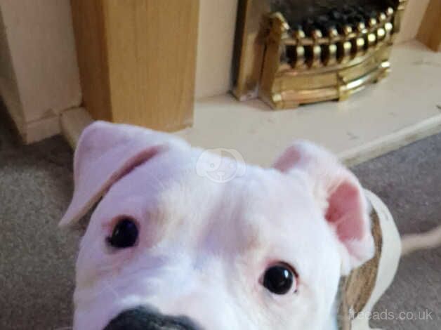 6 month old American bulldog female for sale in Dewsbury, West Yorkshire