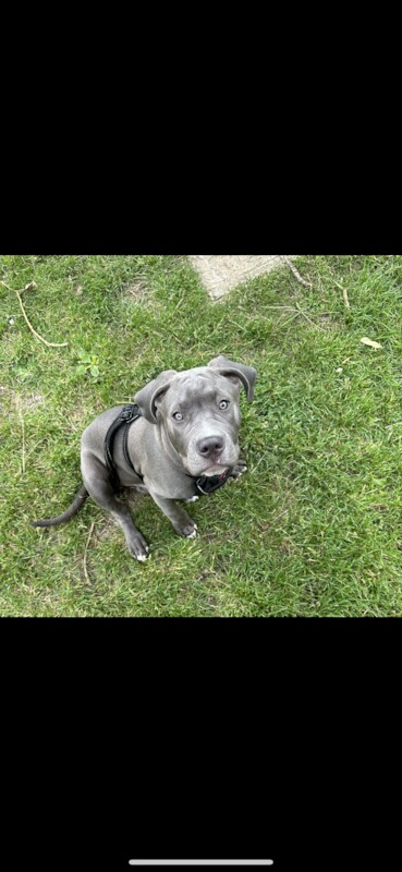 Grey pitbull with blue eyes hot sale for sale