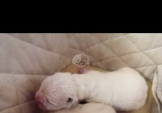 6 x american bulldog x staff puppies secure ur pup today for sale in Cirencester, Gloucestershire