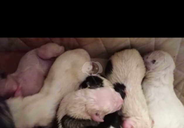 6 x american bulldog x staff puppies secure ur pup today for sale in Cirencester, Gloucestershire - Image 2