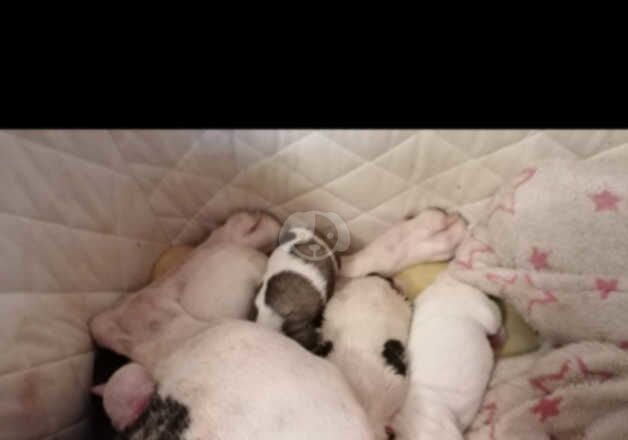 American Bully Puppies for sale in Gloucestershire