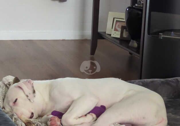 7 month old American Bulldog puppy for sale in Grantham, Lincolnshire - Image 2