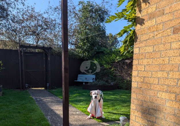 7 month old American Bulldog puppy for sale in Grantham, Lincolnshire - Image 3