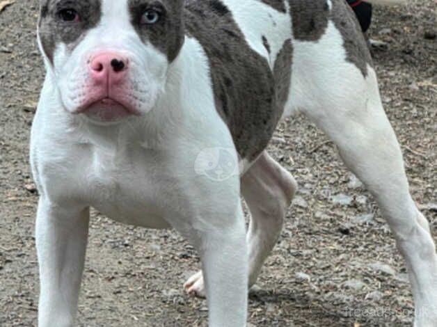 7 month old male American bulldog for sale in Bishop Auckland, County Durham