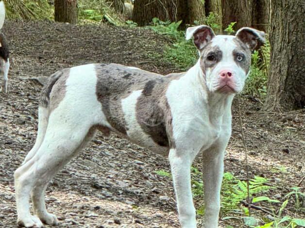 7 month old male American bulldog for sale in Bishop Auckland, County Durham - Image 2