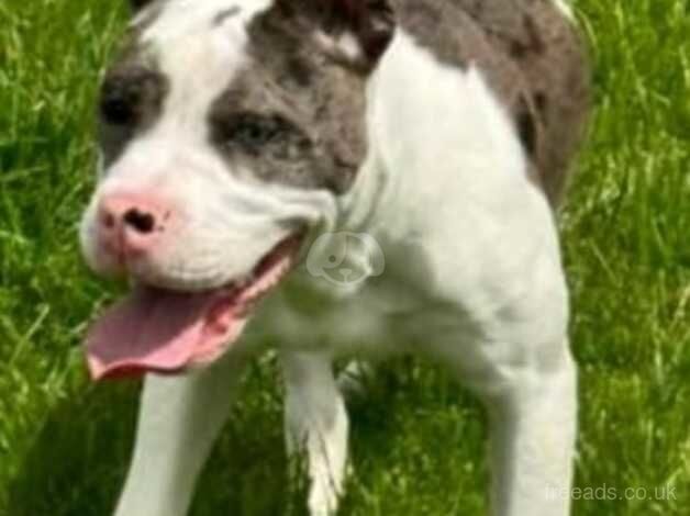 7 month old male American bulldog for sale in Bishop Auckland, County Durham - Image 3