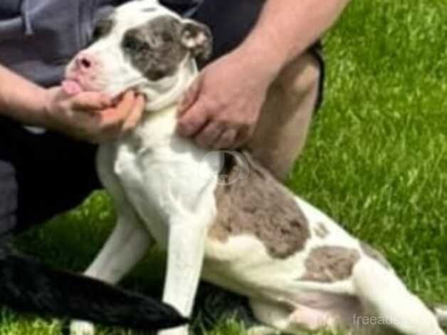 7 month old male American bulldog for sale in Bishop Auckland, County Durham - Image 5