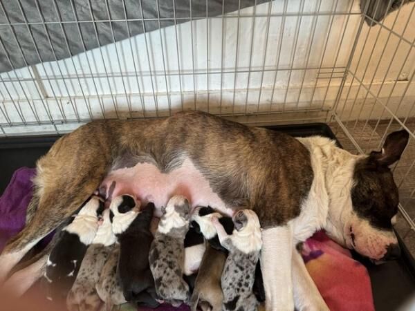 7 puppies available Need homes for sale in Ellesmere Port, Cheshire