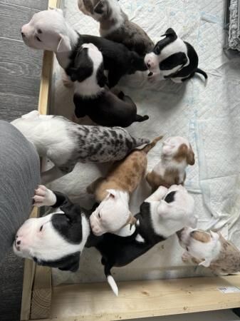 7 puppies available Need homes for sale in Ellesmere Port, Cheshire - Image 3