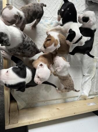 7 puppies available Need homes for sale in Ellesmere Port, Cheshire - Image 4