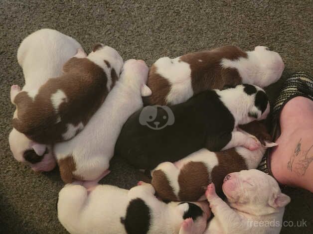 8 American bulldog puppies for sale in Bradford, West Yorkshire