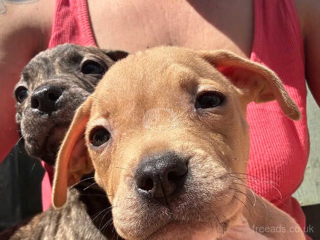 8week old puppies £200 for sale in Walsall, West Midlands - Image 1