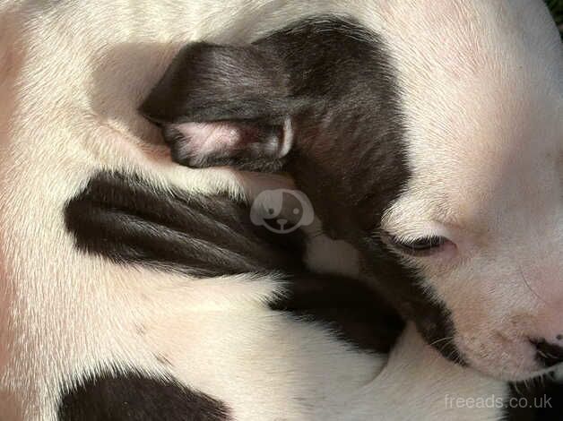 8week old puppies £200 for sale in Walsall, West Midlands - Image 4