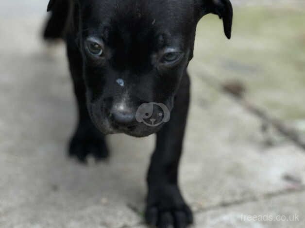 8week old puppies £200 for sale in Walsall, West Midlands - Image 5