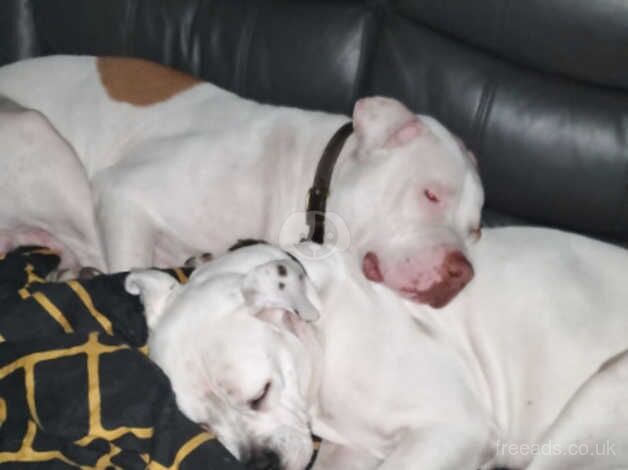 9 beautiful American bulldog puppies 5 boys 4 girls for sale in Hyde, Greater Manchester - Image 3