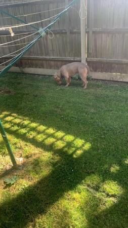 9 month old American bully for sale in Wallingford, Oxfordshire