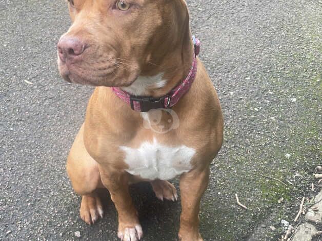 9 month old bully for sale in Leicester, Leicestershire