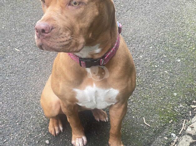 9 month old bully for sale in Leicester, Leicestershire - Image 1