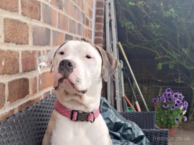 9month old american bulldog for sale in Stoke-on-Trent, Staffordshire