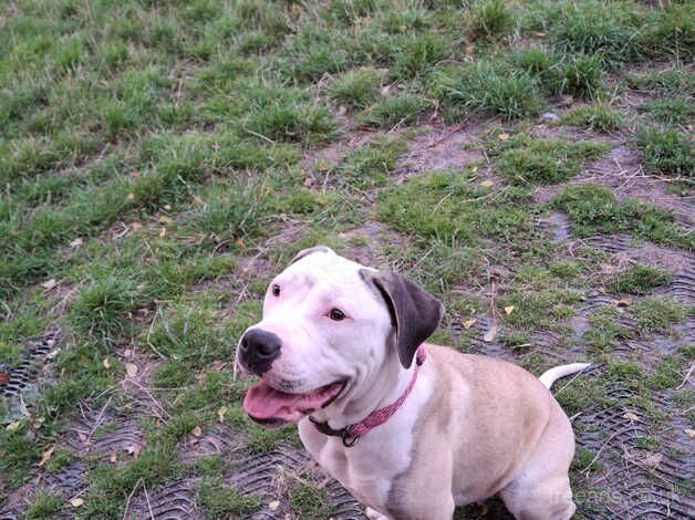 9month old american bulldog for sale in Stoke-on-Trent, Staffordshire - Image 2