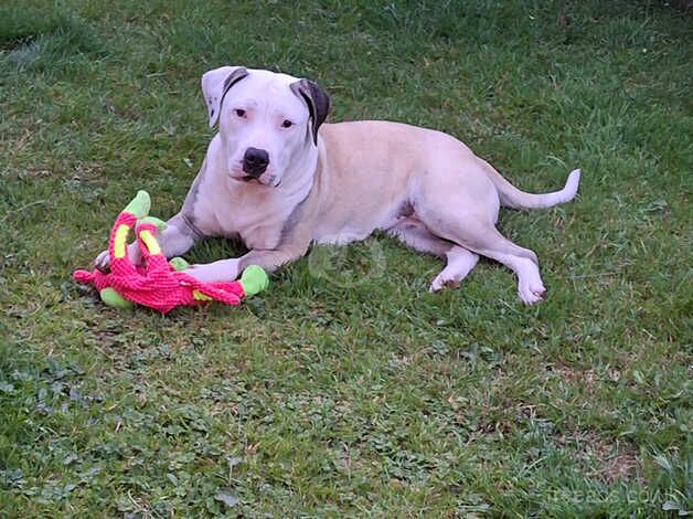 9month old american bulldog for sale in Stoke-on-Trent, Staffordshire - Image 3