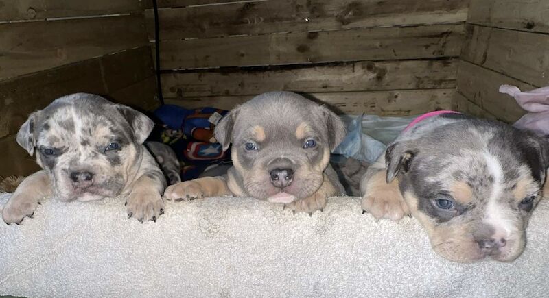 ABKC American Pocket Bully Puppies - Champion Breed Tri/Merle Colours for sale in Dunfermline, Fife