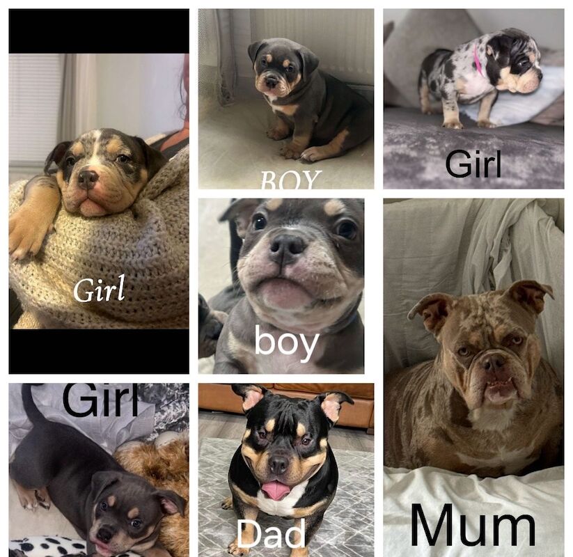 ABKC American Pocket Bully Puppies - Champion Breed Tri/Merle Colours for sale in Dunfermline, Fife - Image 3