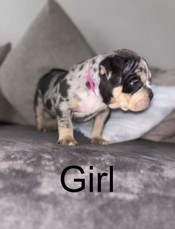 ABKC American Pocket Bully Puppies - Champion Breed Tri/Merle Colours for sale in Dunfermline, Fife - Image 4