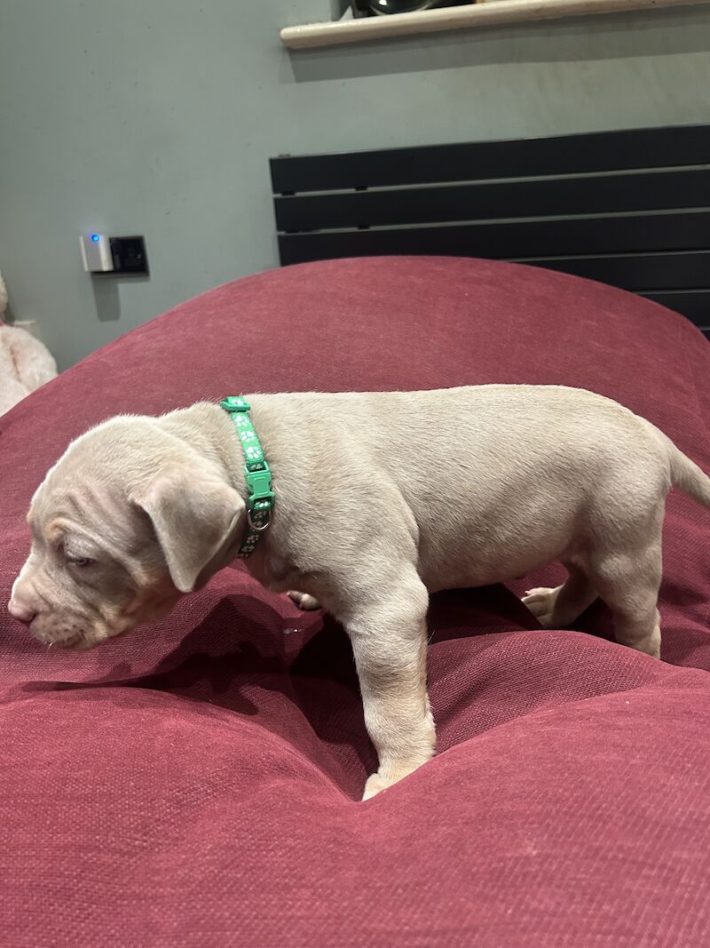 Male Lilac Tri American Pocket Bully (louis V Line) in Leamington Spa CV31  on Freeads Classifieds - American Bully classifieds