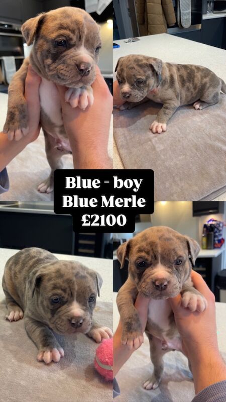 ABKC Pocket Bully Puppies - MUSCLETONExMCLOVIN for sale in Clacton-On-Sea, Essex