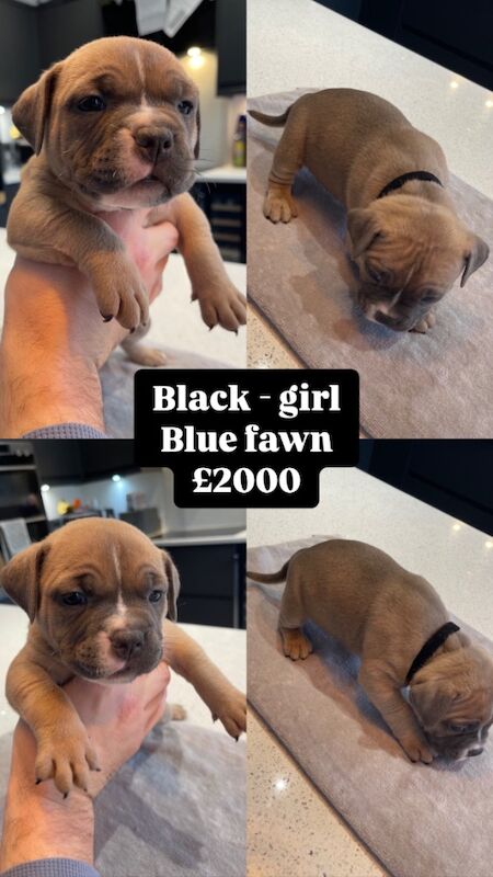 ABKC Pocket Bully Puppies - MUSCLETONExMCLOVIN for sale in Clacton-On-Sea, Essex - Image 2