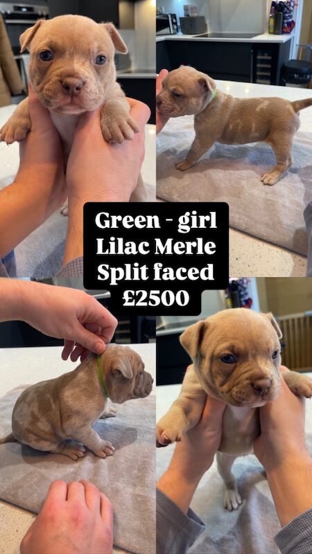 ABKC Pocket Bully Puppies - MUSCLETONExMCLOVIN for sale in Clacton-On-Sea, Essex - Image 3