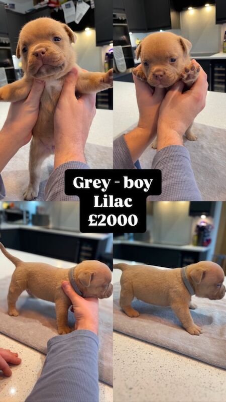 ABKC Pocket Bully Puppies - MUSCLETONExMCLOVIN for sale in Clacton-On-Sea, Essex - Image 4