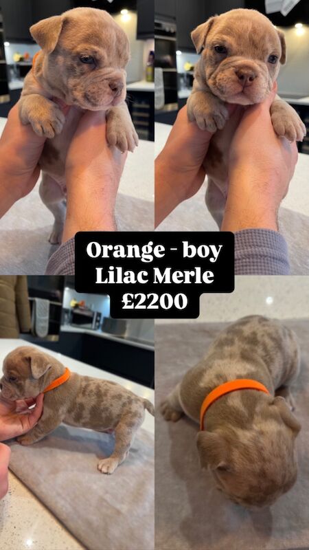 ABKC Pocket Bully Puppies - MUSCLETONExMCLOVIN for sale in Clacton-On-Sea, Essex - Image 5