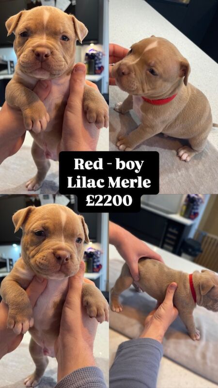 ABKC Pocket Bully Puppies - MUSCLETONExMCLOVIN for sale in Clacton-On-Sea, Essex - Image 6