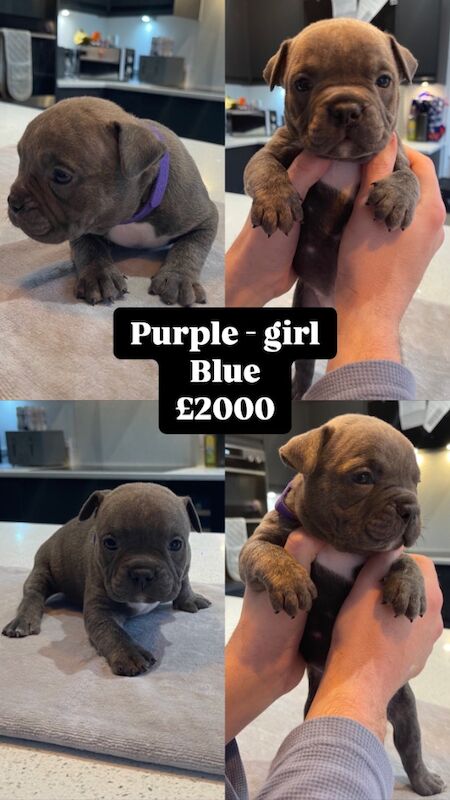 ABKC Pocket Bully Puppies - MUSCLETONExMCLOVIN for sale in Clacton-On-Sea, Essex - Image 7