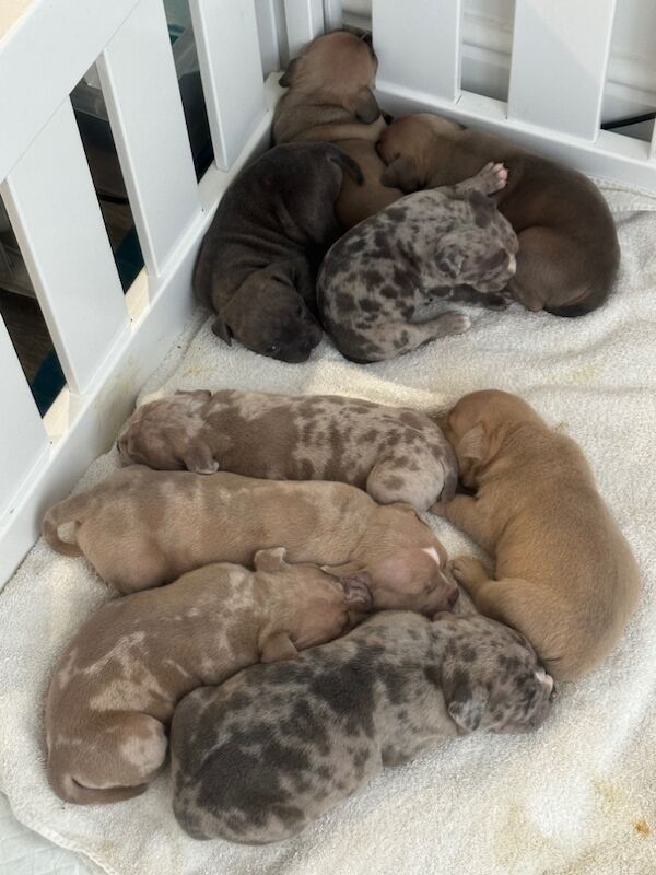 ABKC Pocket Bully Puppies - MUSCLETONExMCLOVIN for sale in Clacton-On-Sea, Essex - Image 11