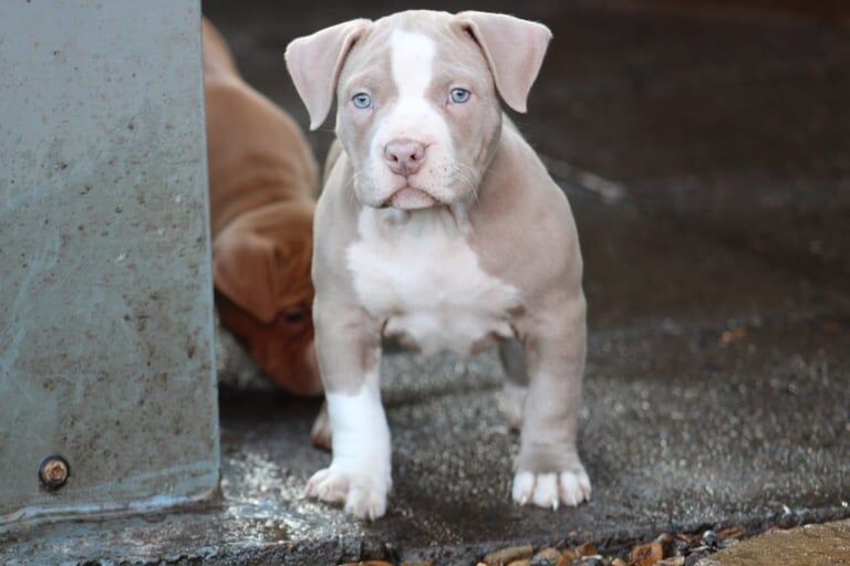 Abkc pocket bully's for sale in Stourbridge, West Midlands