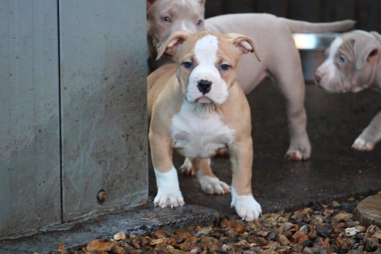 Abkc pocket bully's for sale in Stourbridge, West Midlands - Image 2