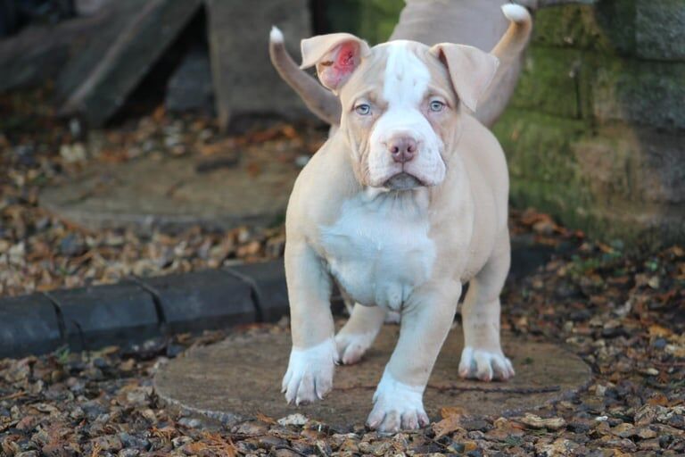 Abkc pocket bully's for sale in Stourbridge, West Midlands - Image 3