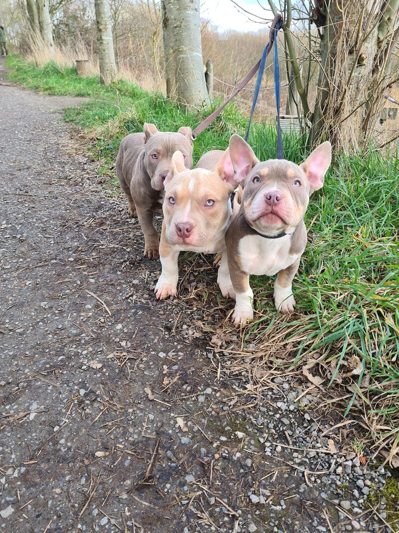 American Pocket Bully Lilac Tri Puppies in Birmingham B21 on Freeads  Classifieds - American Bully classifieds