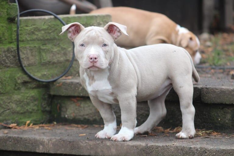 Abkc registered pocket bully's show quality for sale in Stourbridge, West Midlands