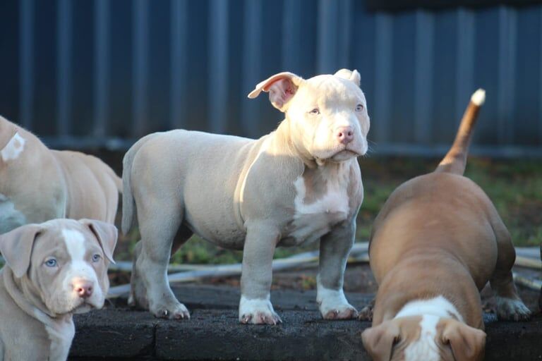 Abkc registered pocket bully's show quality for sale in Stourbridge, West Midlands - Image 2