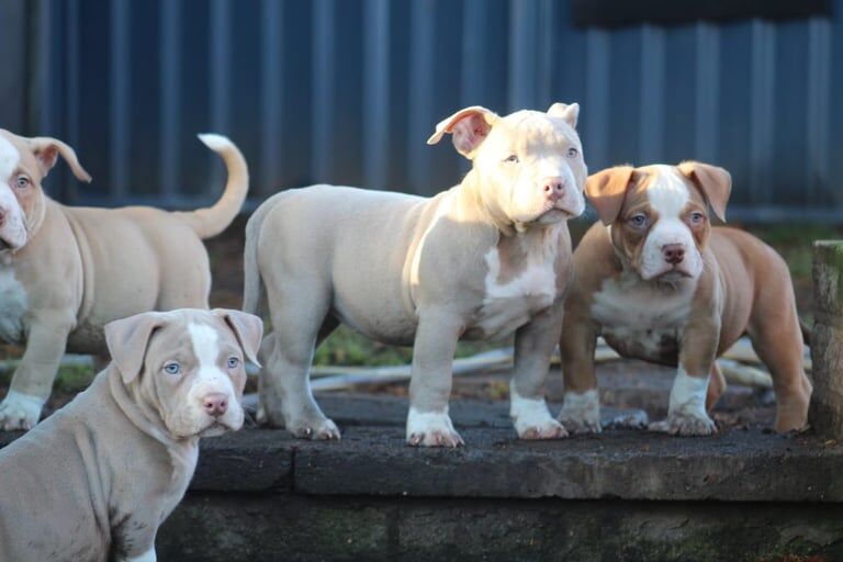 Abkc registered pocket bully's show quality for sale in Stourbridge, West Midlands - Image 3