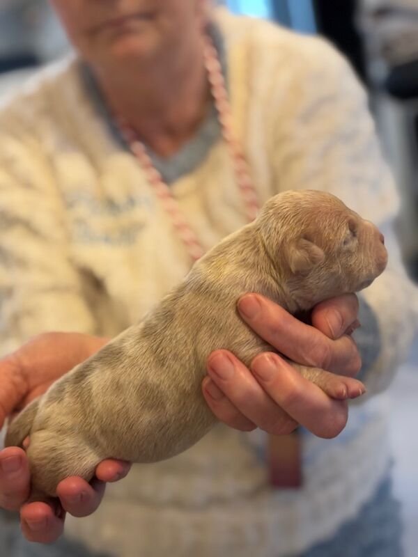 ABKC REGISTERED PUPPIES FOR SALE - READY FEBRUARY 2025 for sale in Kilwinning, North Ayrshire - Image 2