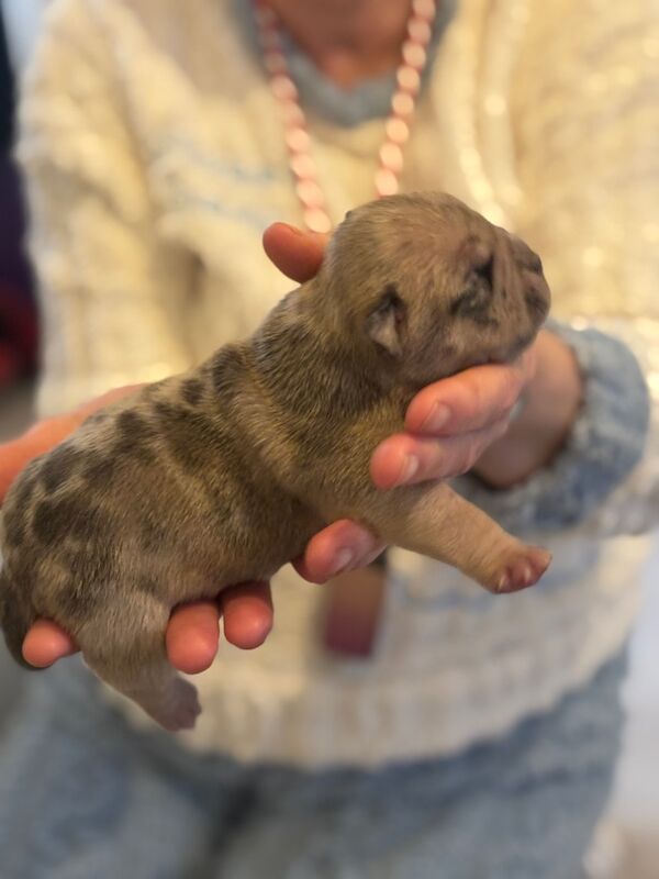 ABKC REGISTERED PUPPIES FOR SALE - READY FEBRUARY 2025 for sale in Kilwinning, North Ayrshire - Image 4