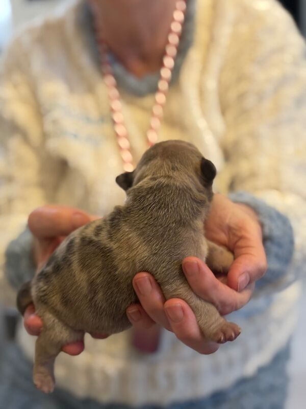 ABKC REGISTERED PUPPIES FOR SALE - READY FEBRUARY 2025 for sale in Kilwinning, North Ayrshire - Image 5