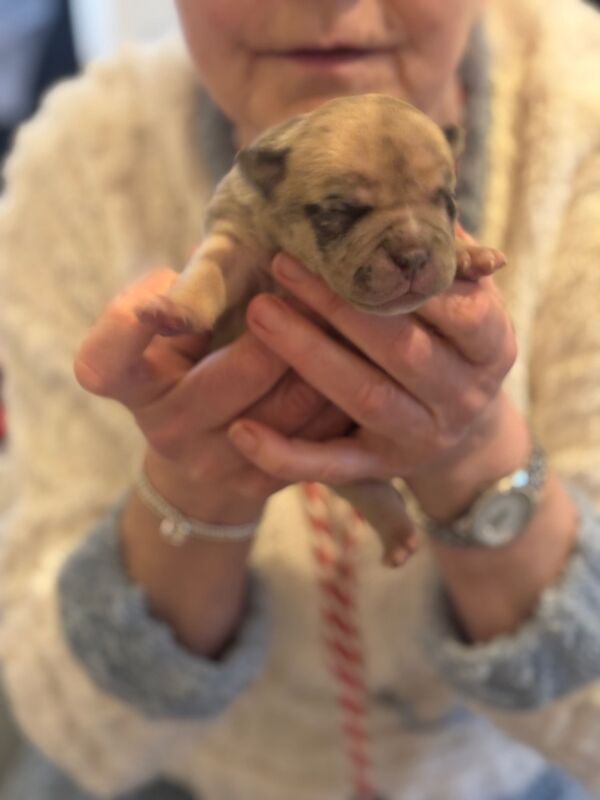 ABKC REGISTERED PUPPIES FOR SALE - READY FEBRUARY 2025 for sale in Kilwinning, North Ayrshire - Image 6